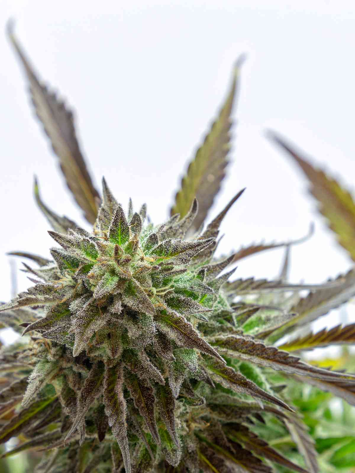 Choisir la Fleur de CBD Idéale  Guide d'Expert