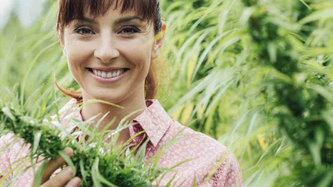 Comment consommer les fleurs de CBD