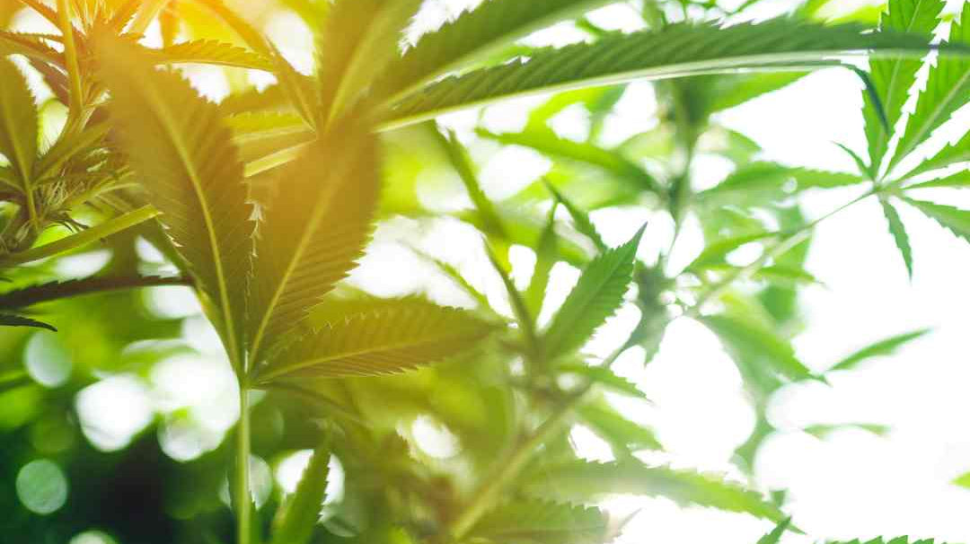 Evolution de la consommation de CBD en France