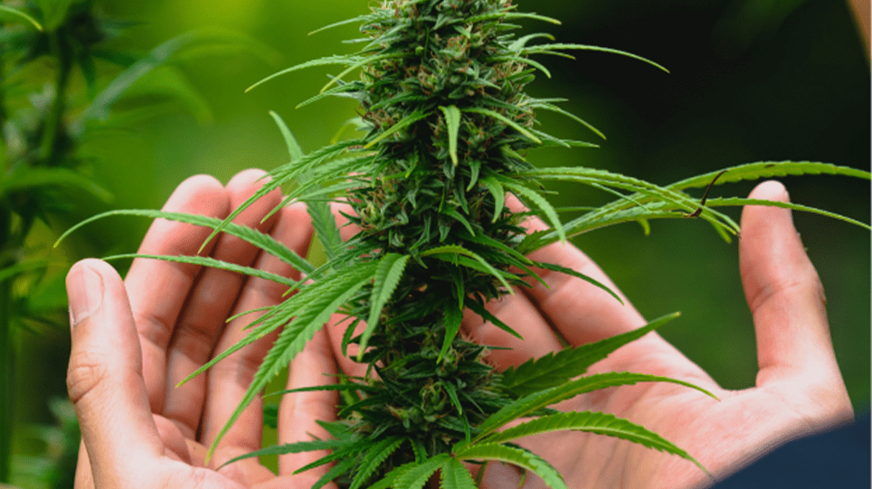 CBD à Toulouse : une gamme complète pour votre bien-être
