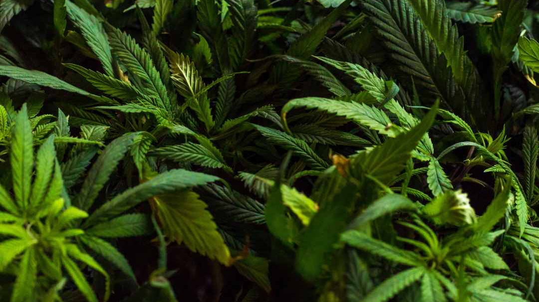 Les bienfaits des fleurs de CBD pour la santé