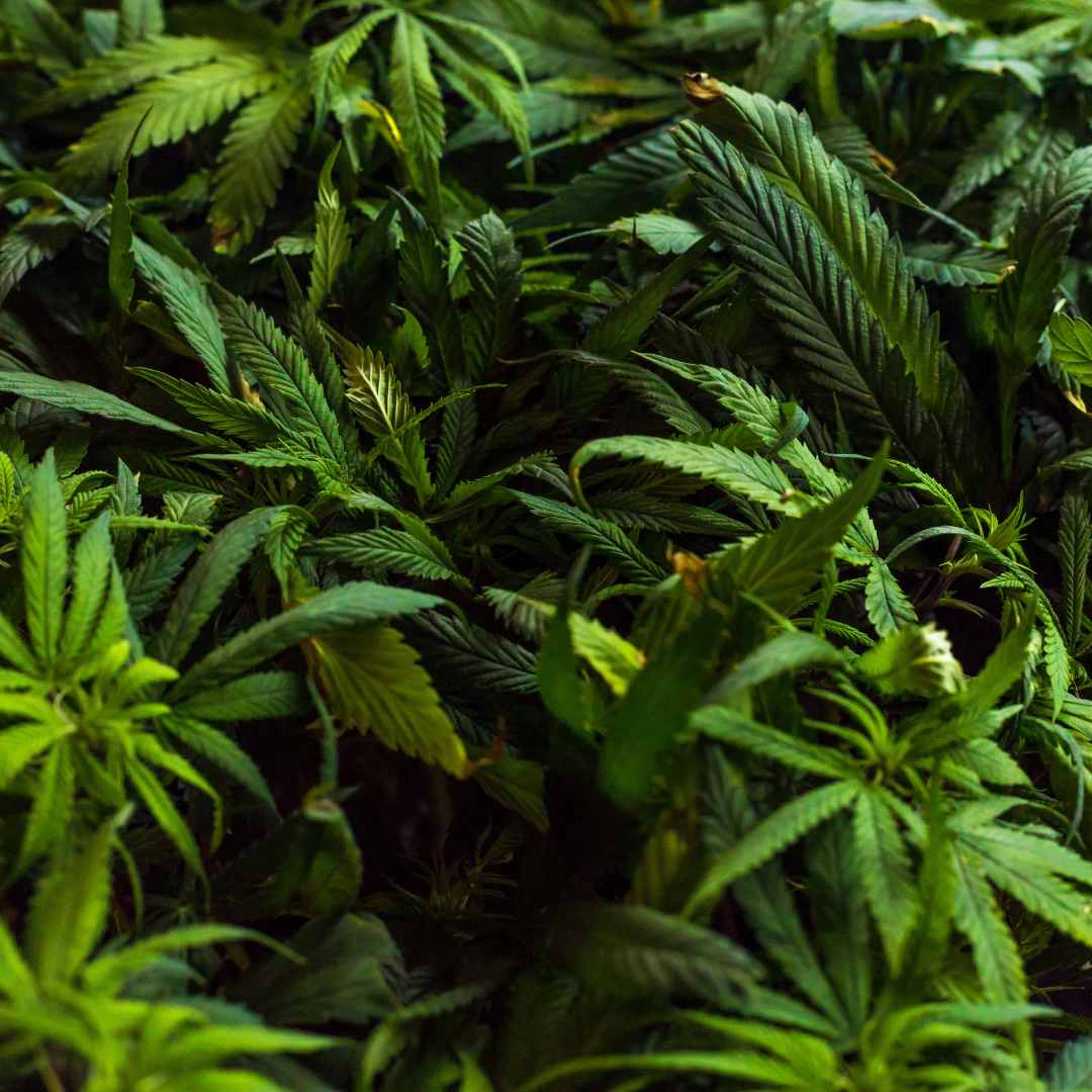 Les bienfaits des fleurs de CBD pour la santé