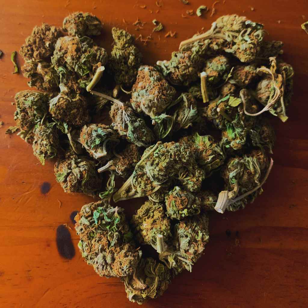 Les différences entre les fleurs de CBD et les fleurs de cannabis