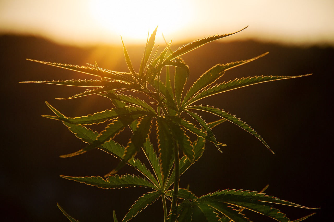 Peut-on acheter du CBD le week-end à Toulouse ?
