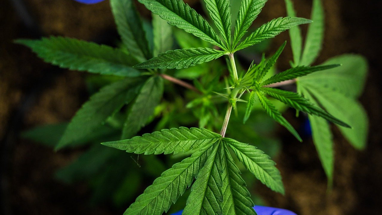 Quel est le prix moyen du CBD à Toulouse ?