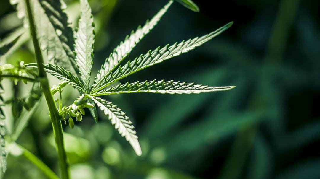 Quelle est la fleur CBD la plus relaxante