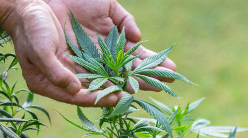 cannabis sativa ou indica