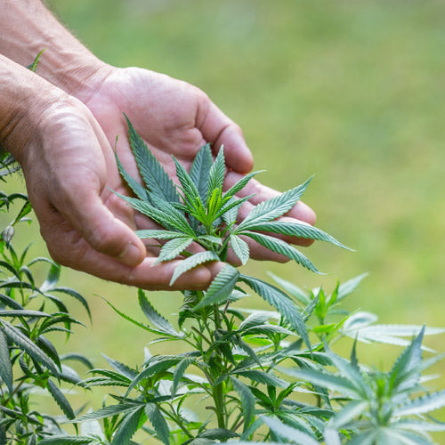 cannabis sativa ou indica