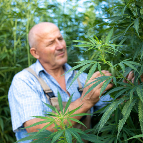 cannabis sativa
