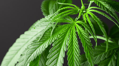 feuilles de cannabis cbg cbd