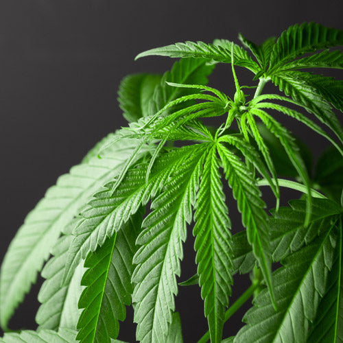 feuilles de cannabis cbg cbd