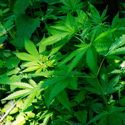 différence cbd cbg