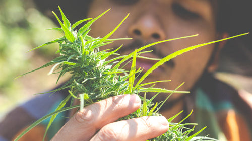 Comment choisir son CBD