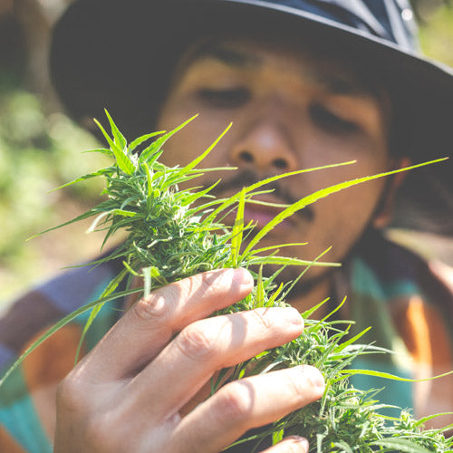 Comment choisir son CBD