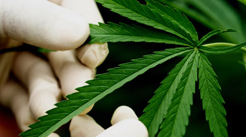 différences entre cbd, cbg et cbn