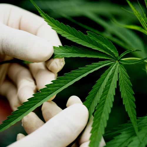 différences entre cbd, cbg et cbn