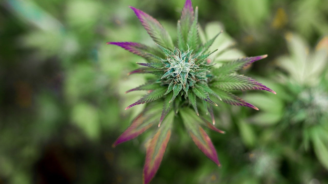 Comment le CRD est-il encadré par la loi ?