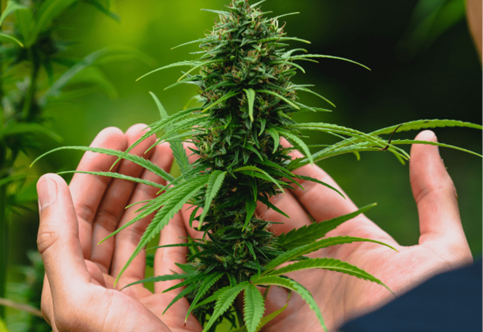 CBD à Toulouse : une gamme complète pour votre bien-être
